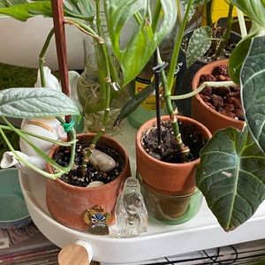 Meet your Posher, Andre